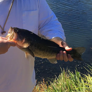 Meet your Posher, Benjamin